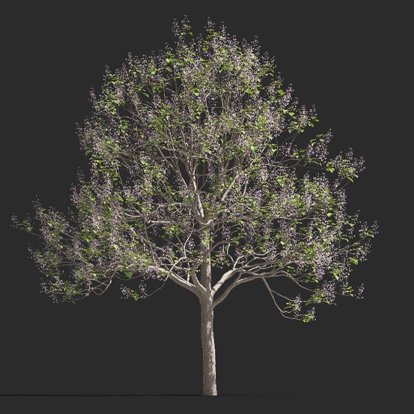 درخت پالونیا